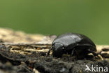 Grote Spinnende Watertor (Hydrophillus aterrimus)