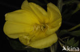 Grote teunisbloem (Oenothera erythrosepala)