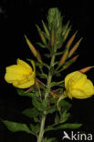 Grote teunisbloem (Oenothera erythrosepala)