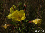 Grote teunisbloem (Oenothera erythrosepala)