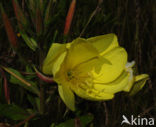 Grote teunisbloem (Oenothera erythrosepala)