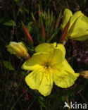 Grote teunisbloem (Oenothera erythrosepala)