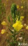 Grote teunisbloem (Oenothera erythrosepala)