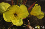 Grote teunisbloem (Oenothera erythrosepala)