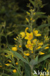 Yellow Loosestrife (Lysimachia vulgaris)