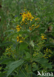 Yellow Loosestrife (Lysimachia vulgaris)