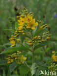 Yellow Loosestrife (Lysimachia vulgaris)