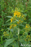 Yellow Loosestrife (Lysimachia vulgaris)