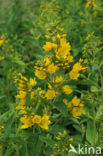 Yellow Loosestrife (Lysimachia vulgaris)