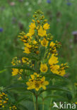 Yellow Loosestrife (Lysimachia vulgaris)