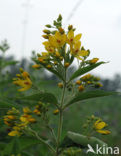 Yellow Loosestrife (Lysimachia vulgaris)