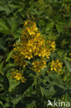 Yellow Loosestrife (Lysimachia vulgaris)