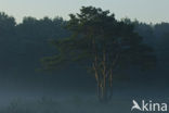 Scots Pine (Pinus sylvestris)