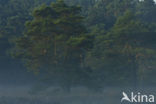 Scots Pine (Pinus sylvestris)