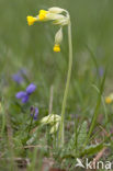 Cowslip (Primula veris)