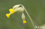 Gulden sleutelbloem (Primula veris) 