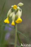 Gulden sleutelbloem (Primula veris) 