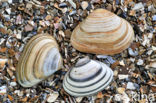 Halfgeknotte strandschelp (Spisula subtruncata)