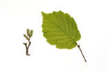 Hazelaar (Corylus avellana)