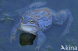 Heikikker (Rana arvalis) 