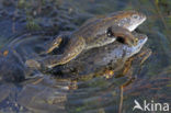 Heikikker (Rana arvalis) 