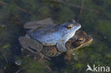 Heikikker (Rana arvalis) 