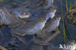 Heikikker (Rana arvalis) 