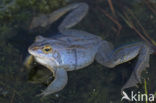 Heikikker (Rana arvalis) 