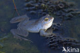 Heikikker (Rana arvalis) 