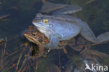 Heikikker (Rana arvalis) 