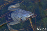 Heikikker (Rana arvalis) 