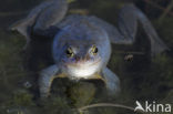 Heikikker (Rana arvalis) 