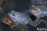 Heikikker (Rana arvalis) 