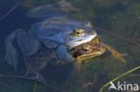 Heikikker (Rana arvalis) 