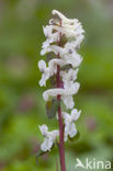 Hollow-root (Corydalis cava)