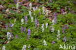 Holwortel (Corydalis cava)