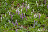 Hollow-root (Corydalis cava)