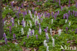 Holwortel (Corydalis cava)