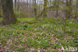 Holwortel (Corydalis cava)