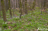 Hollow-root (Corydalis cava)