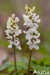 Holwortel (Corydalis cava)