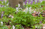 Hollow-root (Corydalis cava)