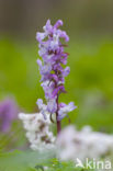 Hollow-root (Corydalis cava)