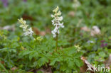 Hollow-root (Corydalis cava)