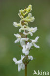 Hollow-root (Corydalis cava)