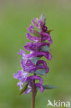 Hollow-root (Corydalis cava)