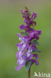 Hollow-root (Corydalis cava)