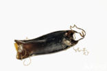 small-spotted catshark (Scyliorhinus canicula)