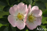 Hondsroos (Rosa canina)