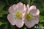 Hondsroos (Rosa canina)